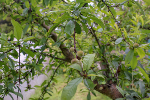 Small Unripe Young Peaches Growing on Tree Branch in Orchard