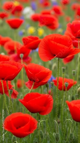 A vibrant field of bright red poppies blooms under soft daylight