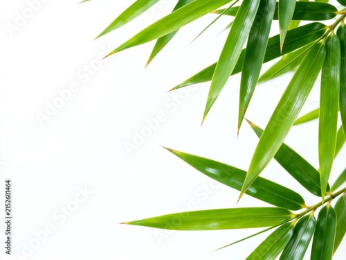 Green bamboo leaves on white background