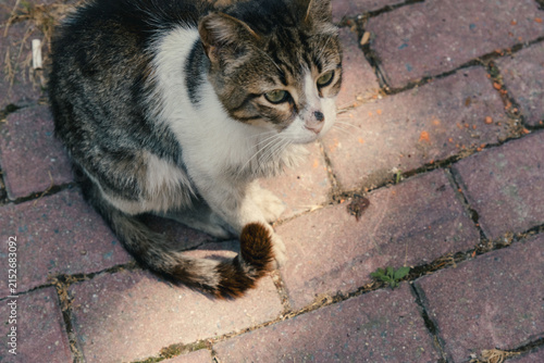 トルコのイスタンブールの野良猫