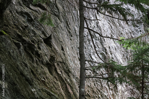 Tree on the rocks in the mountains