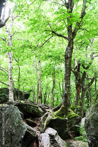Tree on the rocks in the mountains