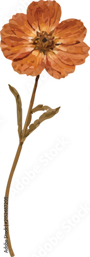 Dried orange cosmos flower botanical illustration isolated on white