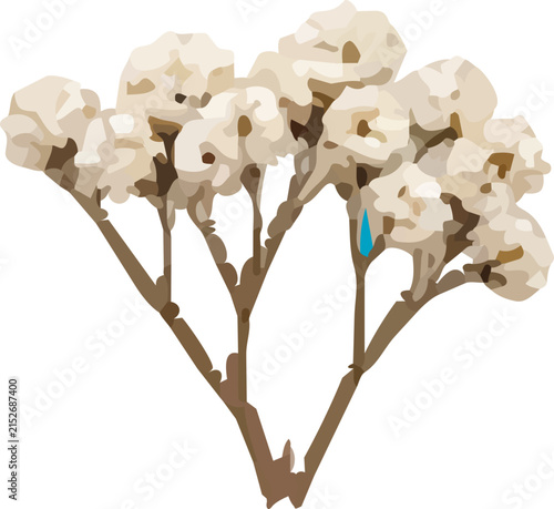 Dried white baby's breath flower cluster botanical illustration
