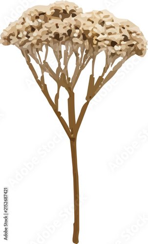 Dried white yarrow flower cluster botanical illustration