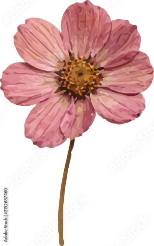 Pink cosmos flower dried botanical illustration isolated on white