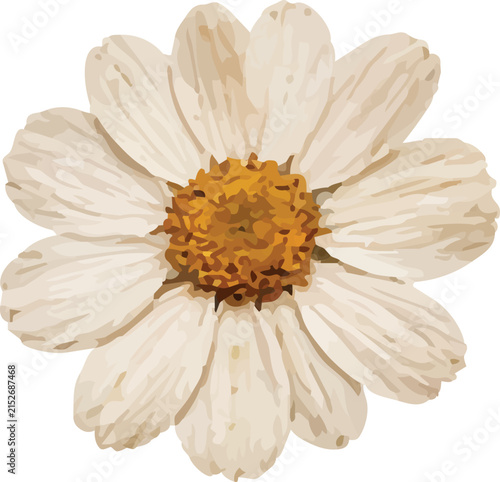 White daisy flower with yellow center botanical illustration