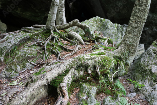 Tree on the rocks in the mountains