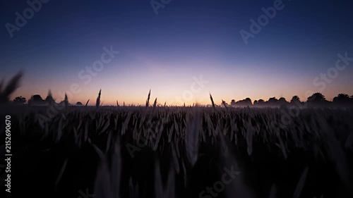 Tall wild grass silhouette against colorful sunset sky.
