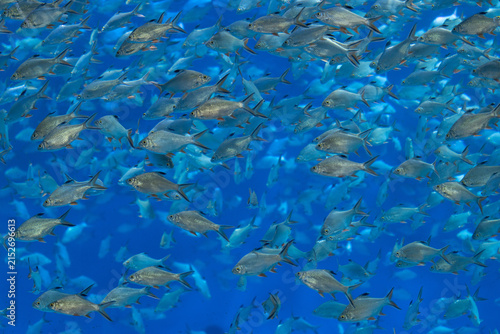 Fotografie Dense silvery fish shoal swimming in deep‑blue seawater