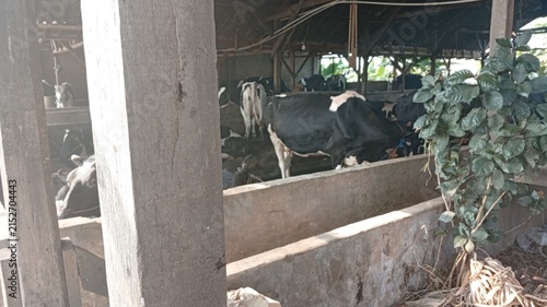 Cuadro en lienzo Dairy cows eating in a rustic farm barn, livestock feeding in a traditional cattle shed