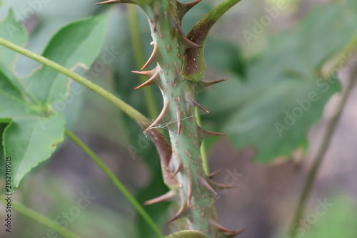 Konstfotografi The thorns on the stem of the Kalopanax septemlobus