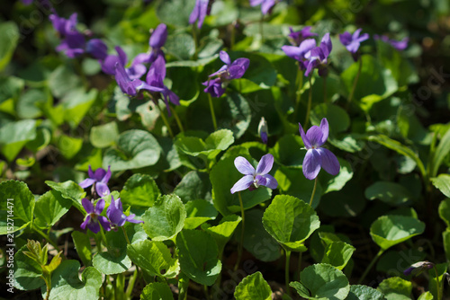 The sweet violet (lat. Viola odorata), of the violet family (Violaceae). Samara, Russia, the Middle Volga
