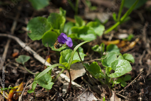 The sweet violet (lat. Viola odorata), of the violet family (Violaceae). Samara, Russia, the Middle Volga