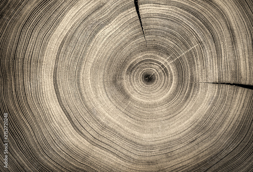 Black and white cut wood texture. Detailed black and white texture of a felled tree trunk or stump. Rough organic tree rings with close up of end grain. 