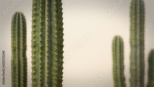 close up of green cactus stems against pale background