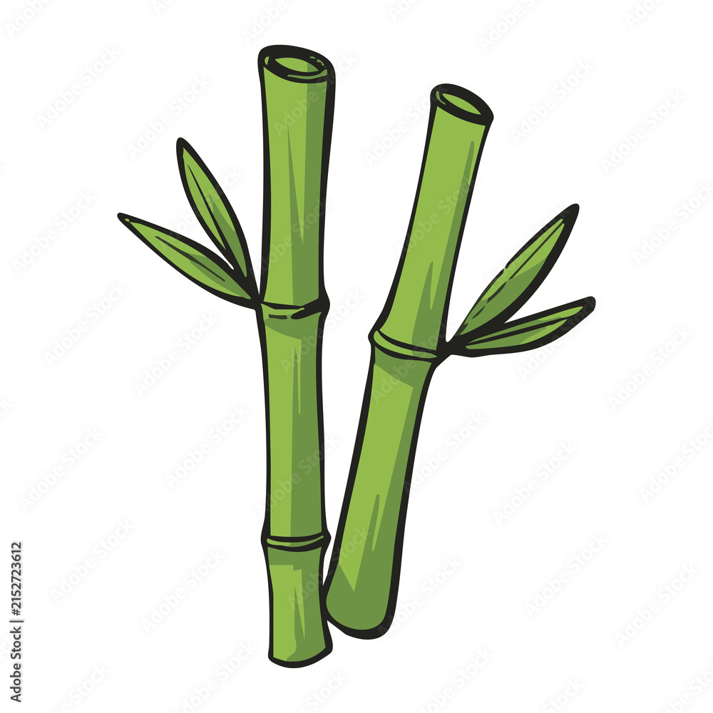 Fototapeta premium Fresh Bamboo Stalks Bundle