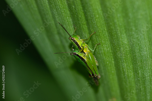 Canvastavla Macro shot of green grasshoppers mating on a green leaf surface.