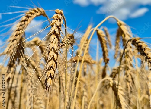 Macro low angle shot of a single golden wheat ear head against a bright blue sky with clouds.