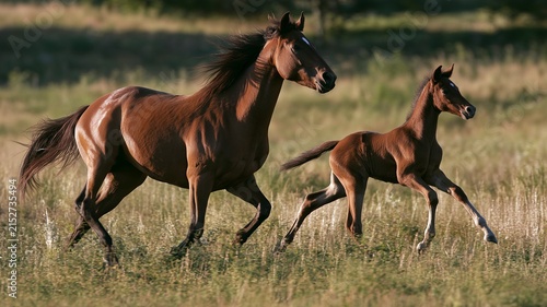 Mare and colt running