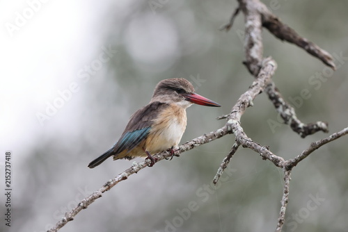 Canvas Print The brown-hooded kingfisher (Halcyon albiventris) is a species of bird in the subfamily Halcyoninae, the tree kingfishers