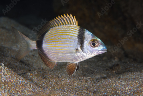 Two-banded sea bream 