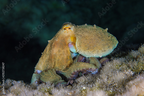 Octopus at night in the Mediterranean Sea
