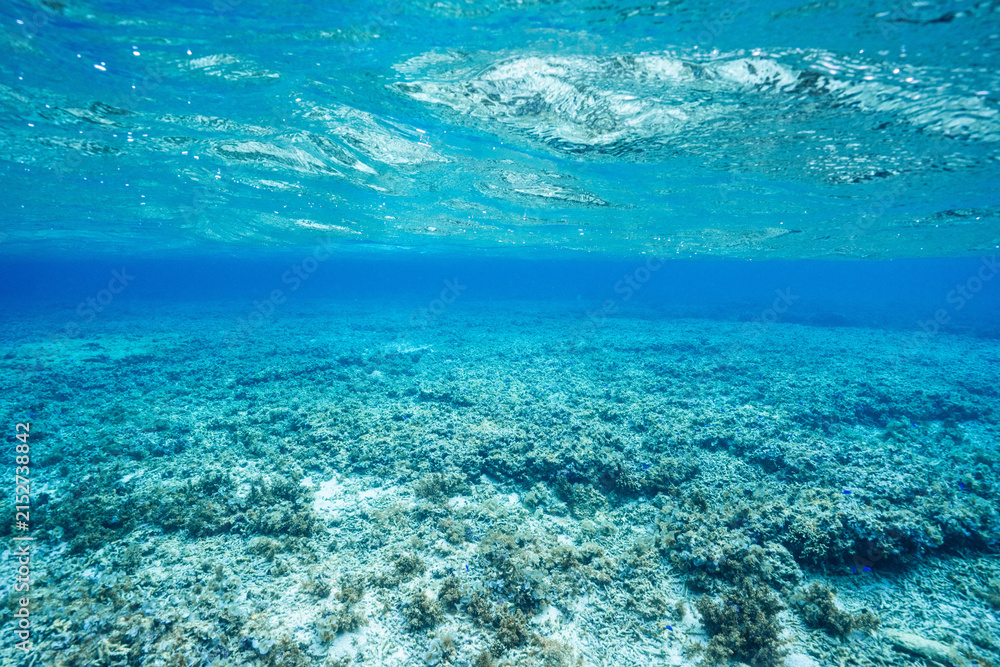 Fototapeta premium Underwater Seascape of a Shallow Coral Reef and Ocean Surface
