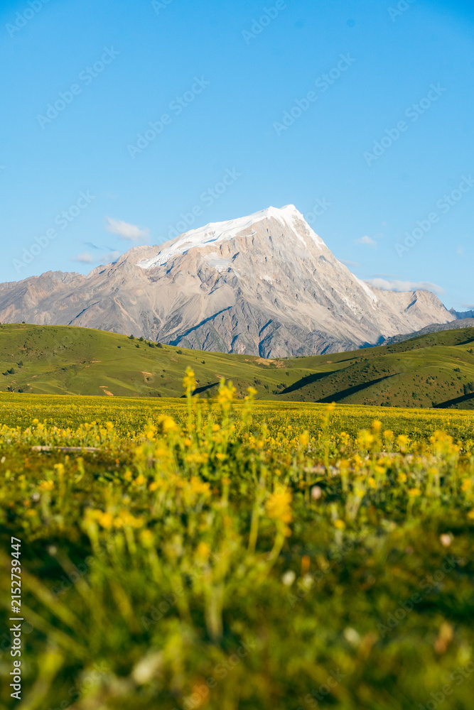 Fototapeta premium mountain landscape with yellow flowers