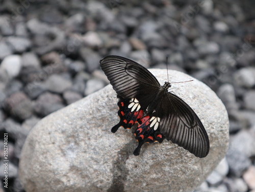 Common Mormon butterfly (Papilio polytes) resting with open wings on a rock in a rural area of Java, Indonesia.