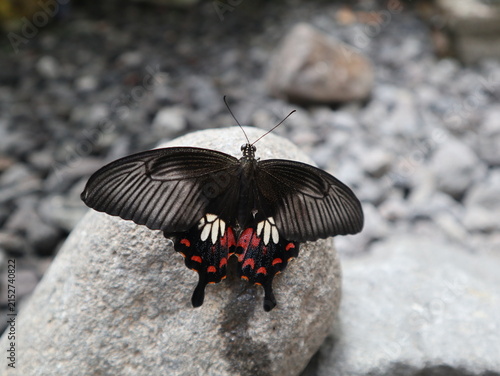 Common Mormon butterfly (Papilio polytes) resting with open wings on a rock in a rural area of Java, Indonesia.
