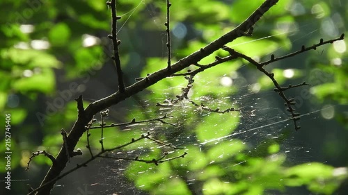 【4K】深山の木枝に張り巡らされた蜘蛛の巣：木漏れ日に輝く美しい蜘蛛の糸。青森の豊かな森林と自然の造形美を捉えたマクロ映像素材　[4K] Intricate Spiderweb Stretched Across Forest Branches: Shimmering Spider Silk B-roll in Aomori Japan　撮影日：20260806-1