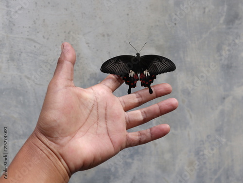 A beautiful Common Mormon butterfly (Papilio polytes) with fully open wings resting on a human hand, showcasing its distinctive black, red, and white wing patterns.