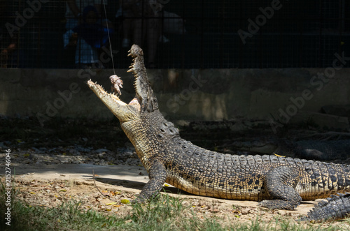 Canvas Print alligator in the swamp