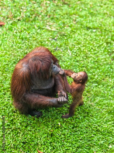 Obraz na plátně orangutan with baby