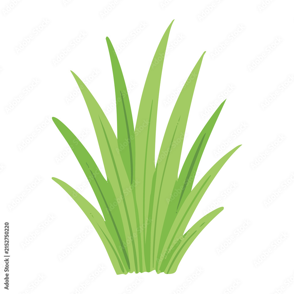 Obraz premium Grass Leaves Plant Nature Illustration