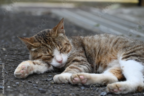 道端で寝転ぶ茶トラの猫