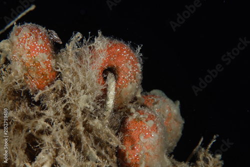Fishing net floats from ghost nets in the Mediterranean Sea