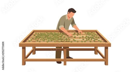 Male farmer worker sorting raw green coffee beans on wooden drying rack table flat vector element.