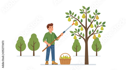 Young male farmer harvesting ripe yellow pears from orchard tree using fruit picker tool flat vector illustration