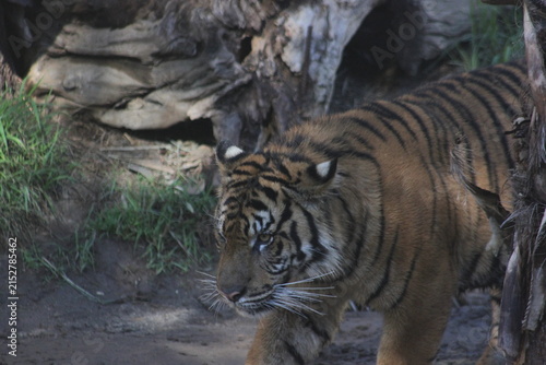 Quadro su tela A Sumatran Tiger at a local zoo