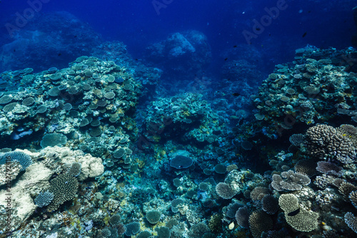 Rich Coral Garden with Diverse Coral Species in Tropical Sea
