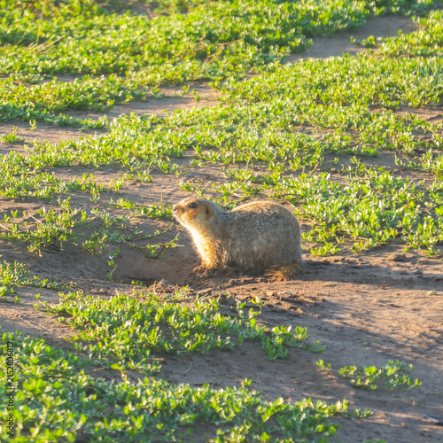Ground squirrel standing near burrow in grassy field