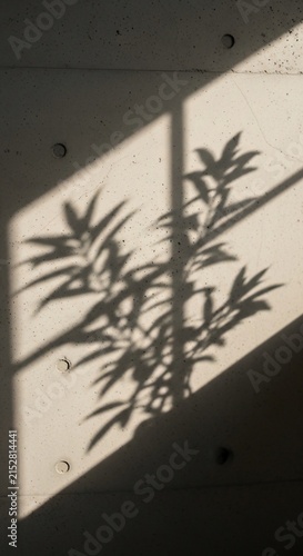 Sunlit Geometry: Whispers of a leaf on concrete.