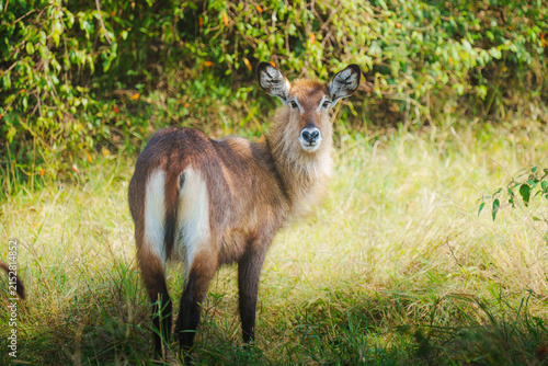 waterbuck in the grass