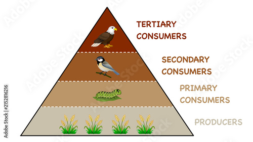 Ecological food pyramid illustrates distinct trophic levels, demonstrating biomass transfer from bottom producers to primary caterpillar, secondary bird, and tertiary eagle consumers