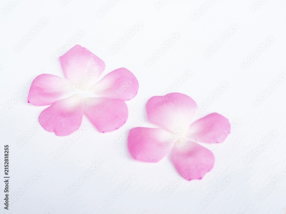 Obraz premium The background image features pink flowers placed on a white background. It looks beautiful.