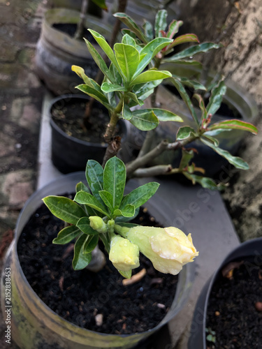 Yellow adenium flower buds surrounded by lush green leaves, presenting ornamental tropical beauty for gardening inspiration, botanical imagery, landscaping, and floral decoration.