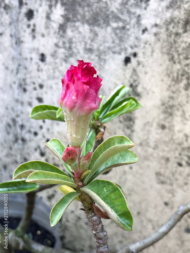 Close view of blooming pink adenium flower with smooth petals and green leaves. Ideal botanical image for tropical gardening, plant lovers, and floral concepts.