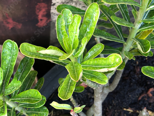 Fresh adenium leaves covered with water droplets showing glossy green texture and natural details. Tropical succulent foliage for botanical, gardening, plant care, and nature concepts.